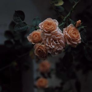 91成人免费视频观看
